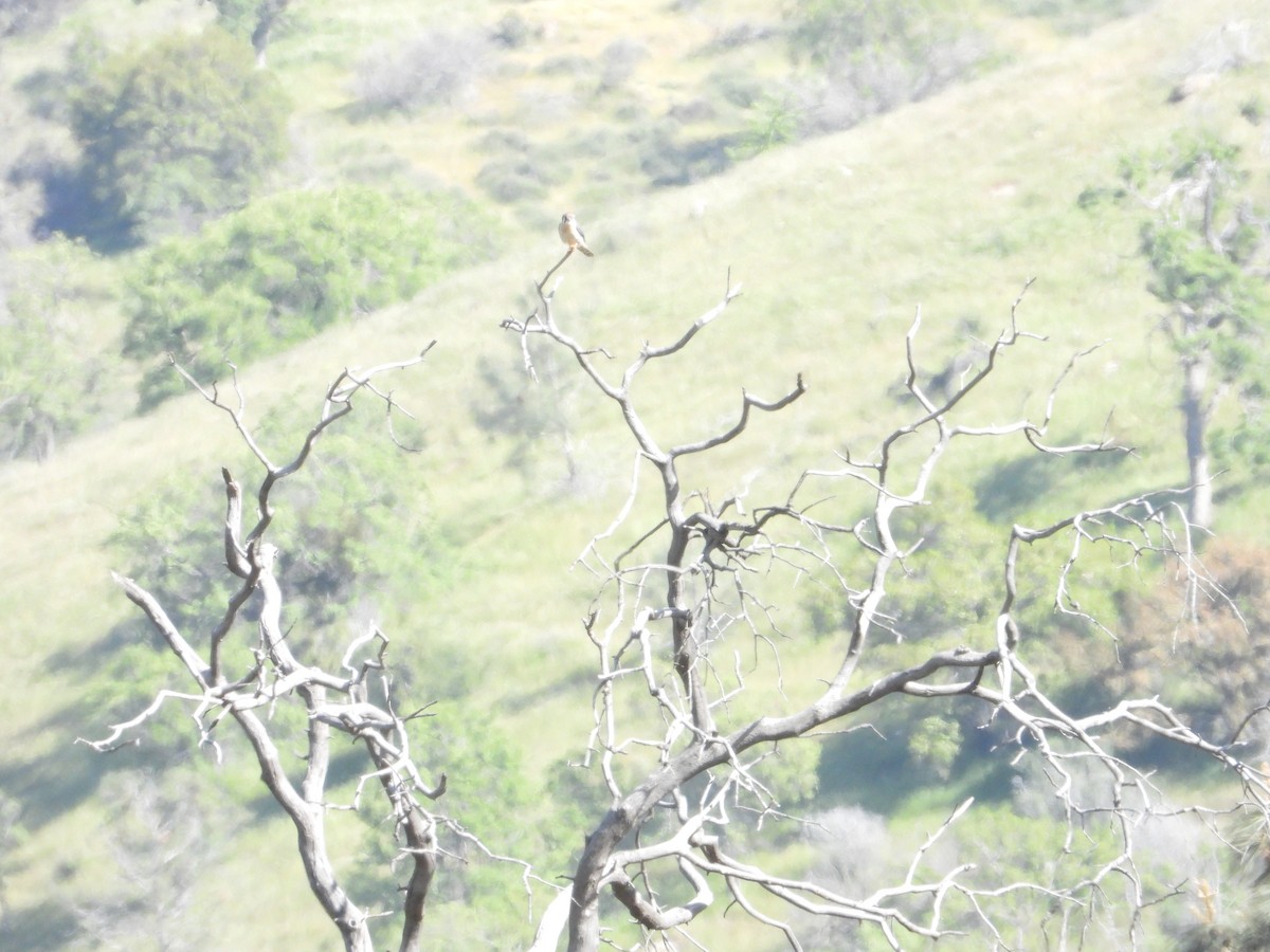 American Kestrel - ML618589565