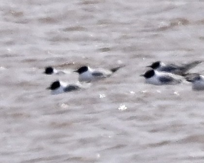 Bonaparte's Gull - ML618589583