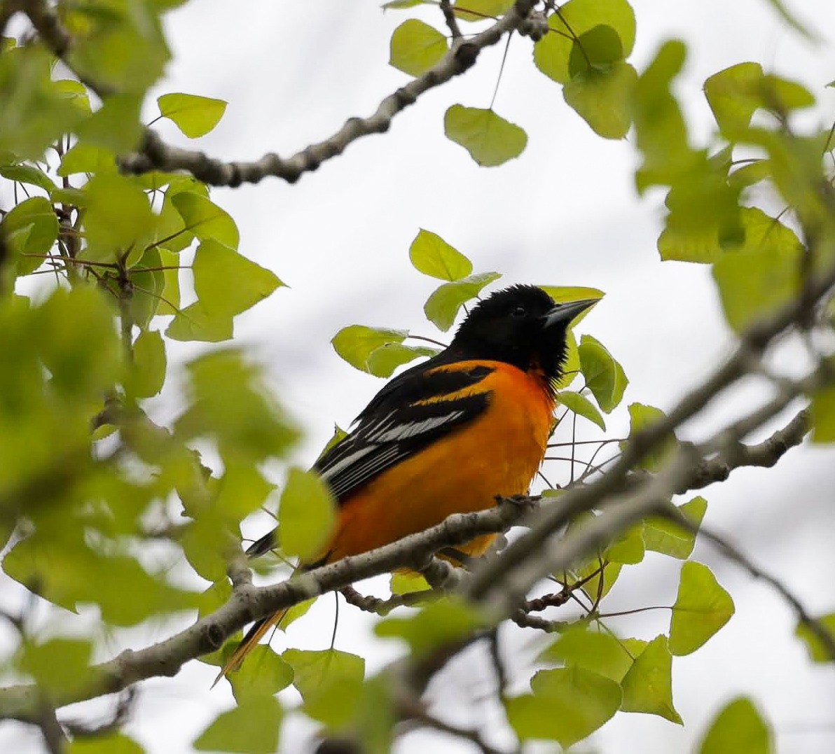 Baltimore Oriole - Chantal Brault