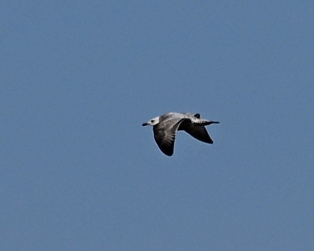 Lesser Black-backed Gull - Joe Wujcik