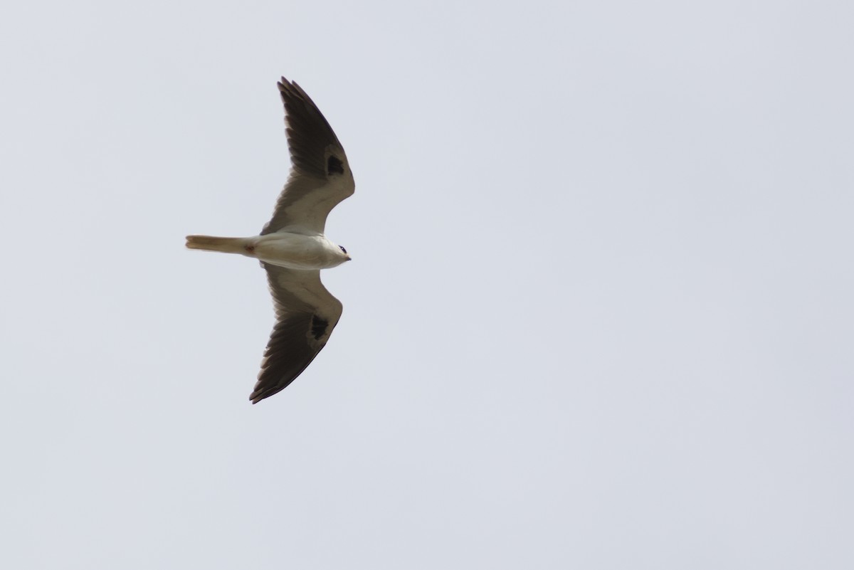 White-tailed Kite - Rowan Keunen