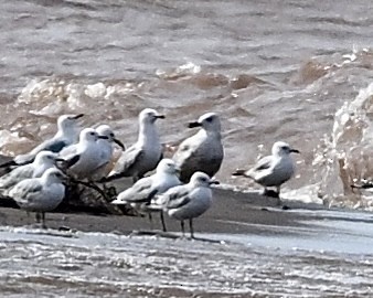 Iceland Gull - ML618589661