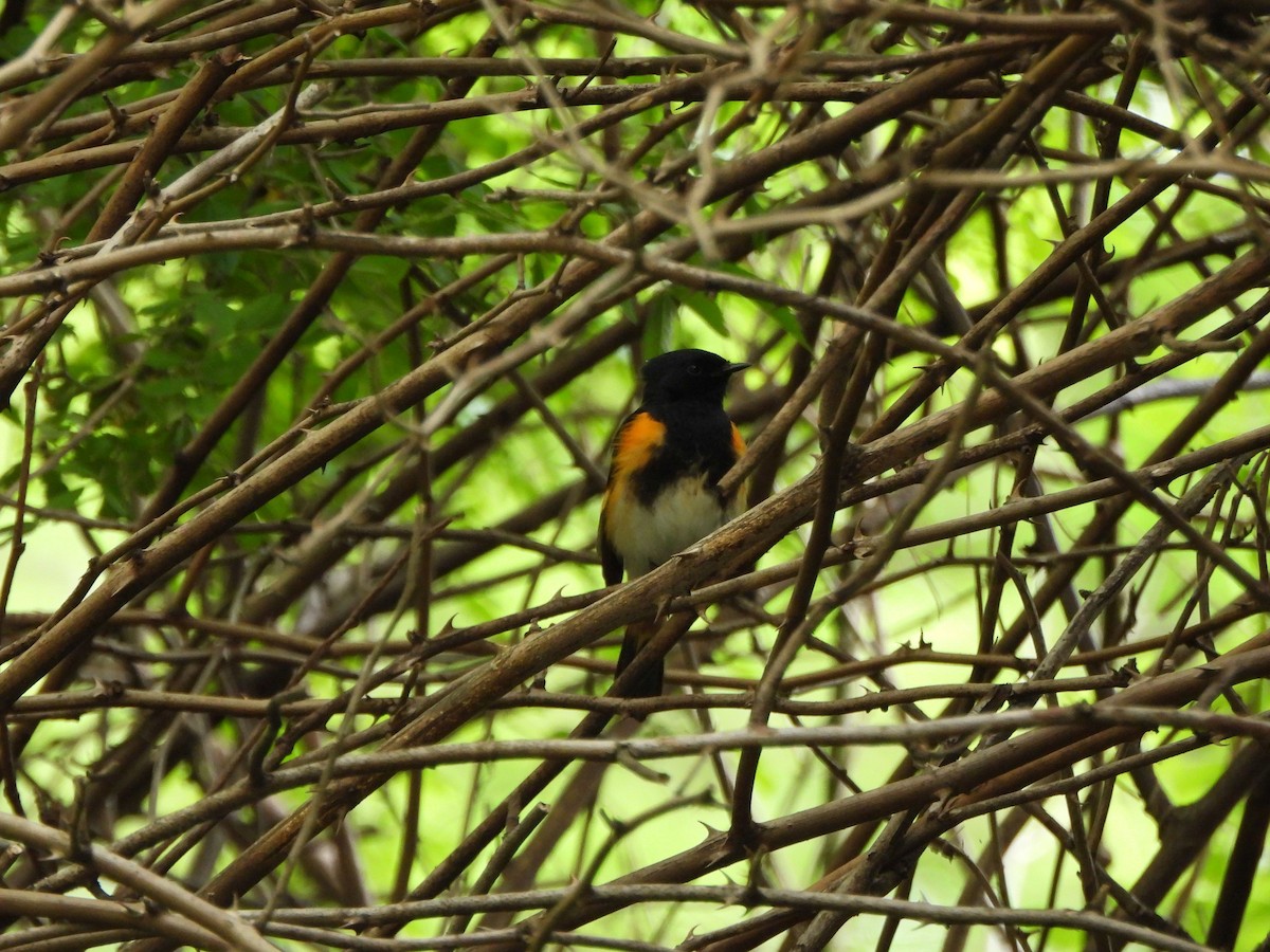 American Redstart - ML618589663