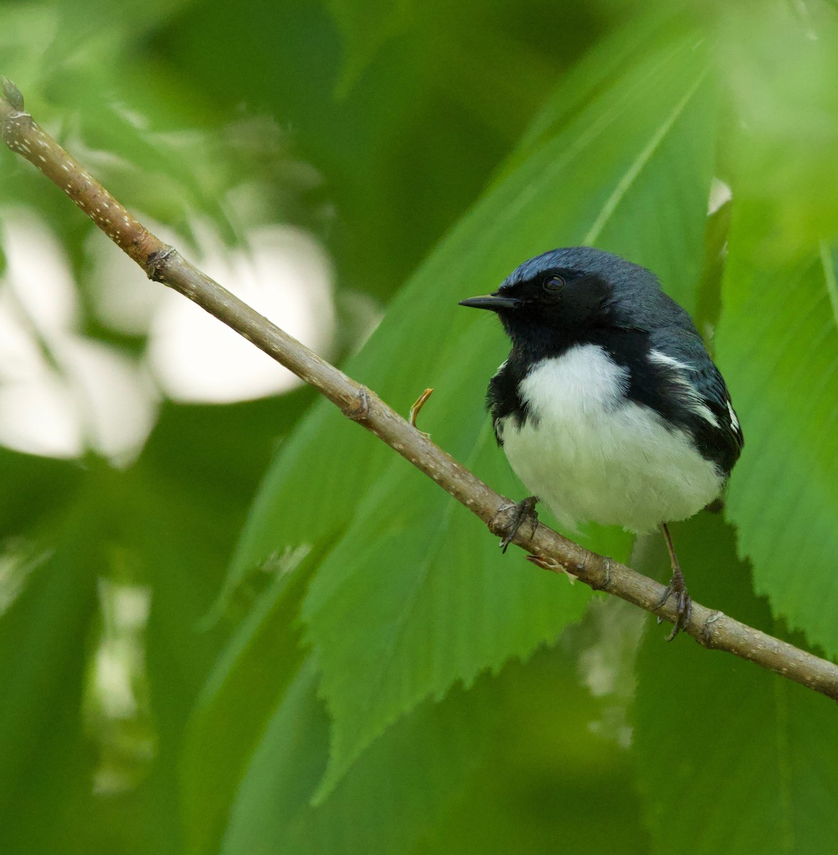 Black-throated Blue Warbler - Benjamin Zerante