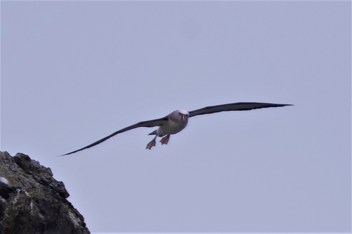 Albatros Picofino Atlántico - ML618589693