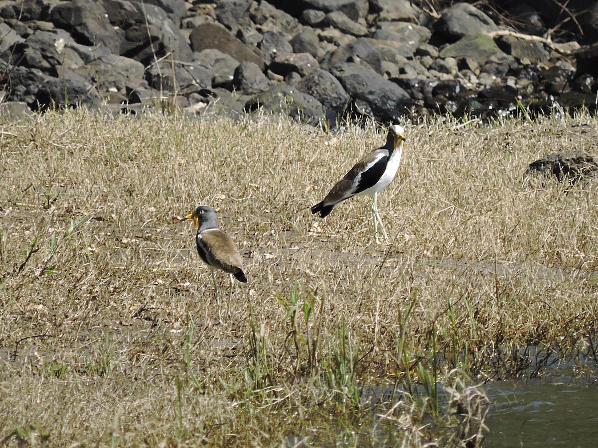 White-crowned Lapwing - Andrew Cauldwell