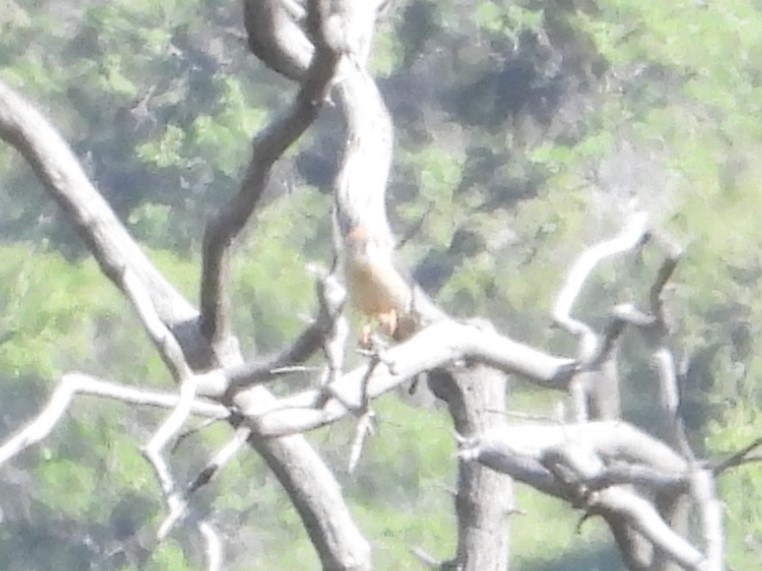 American Kestrel - ML618589734