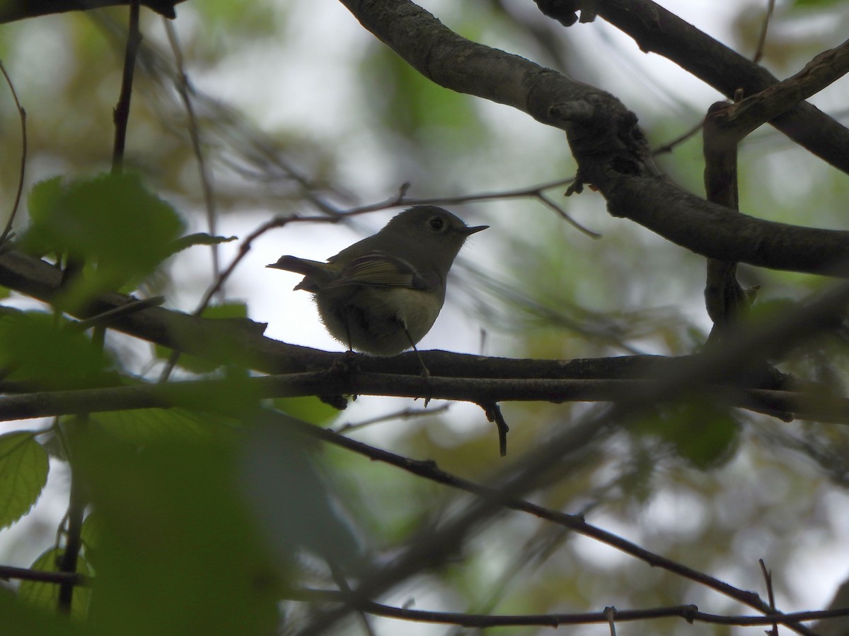 Ruby-crowned Kinglet - ML618589752