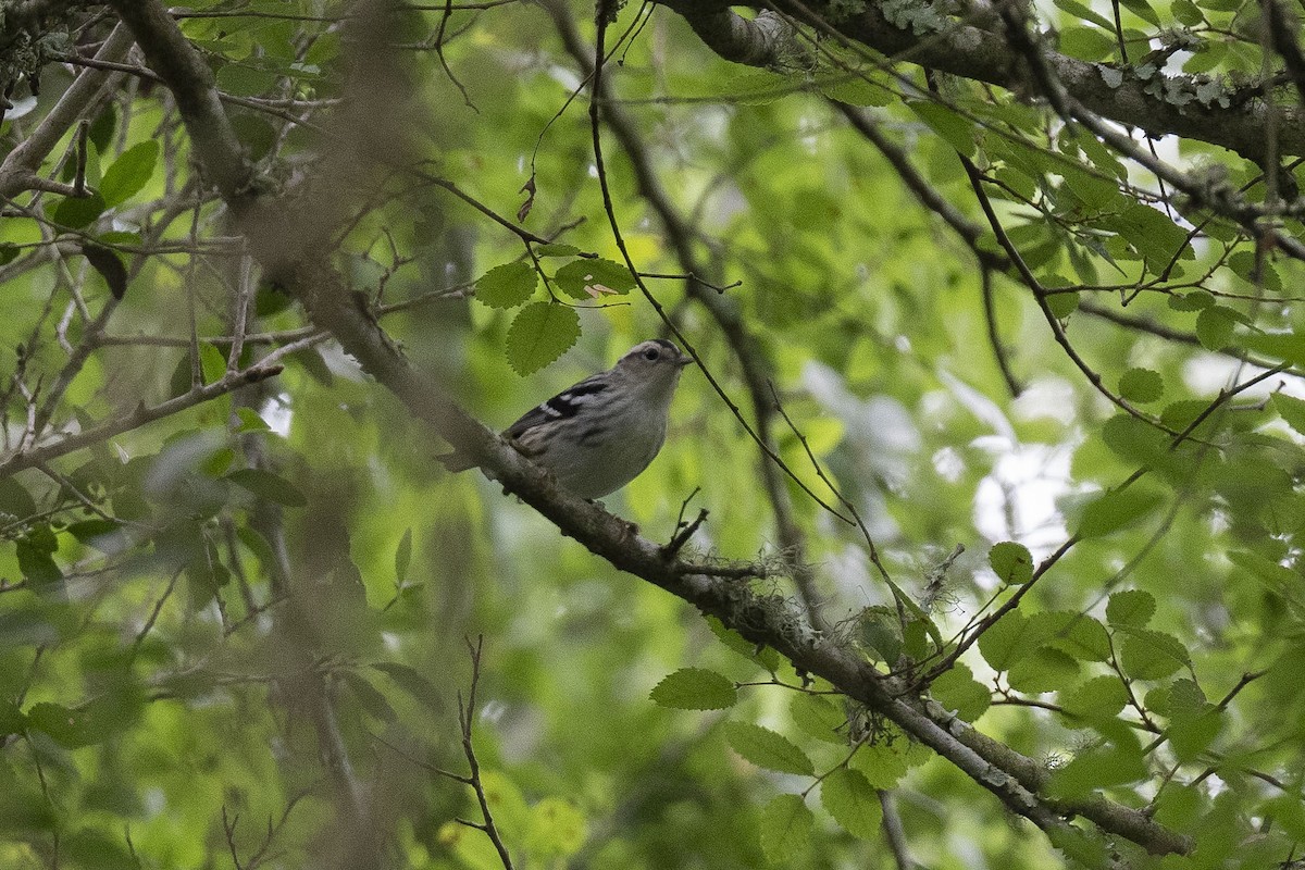 Black-and-white Warbler - ML618589753