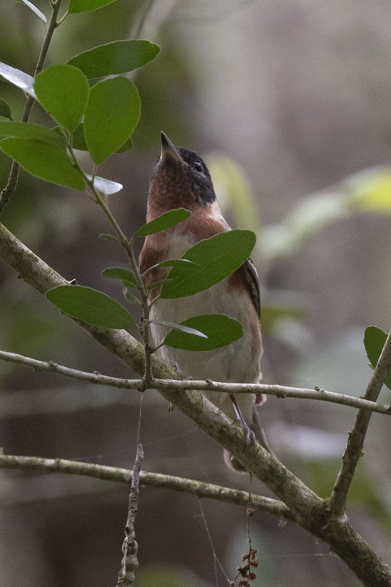 Bay-breasted Warbler - ML618589763