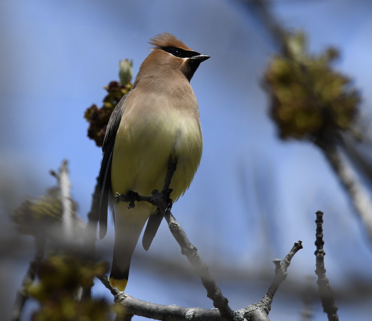 Cedar Waxwing - ML618589799