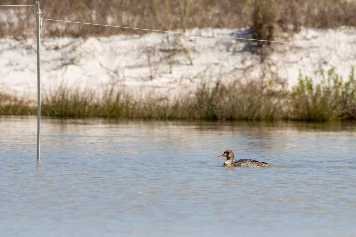 Red-breasted Merganser - ML618589851