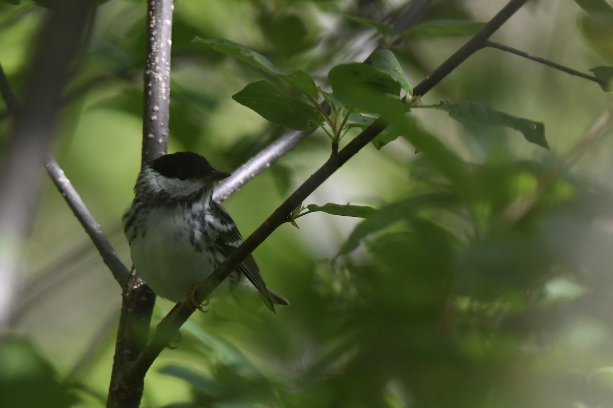 Blackpoll Warbler - ML618589856