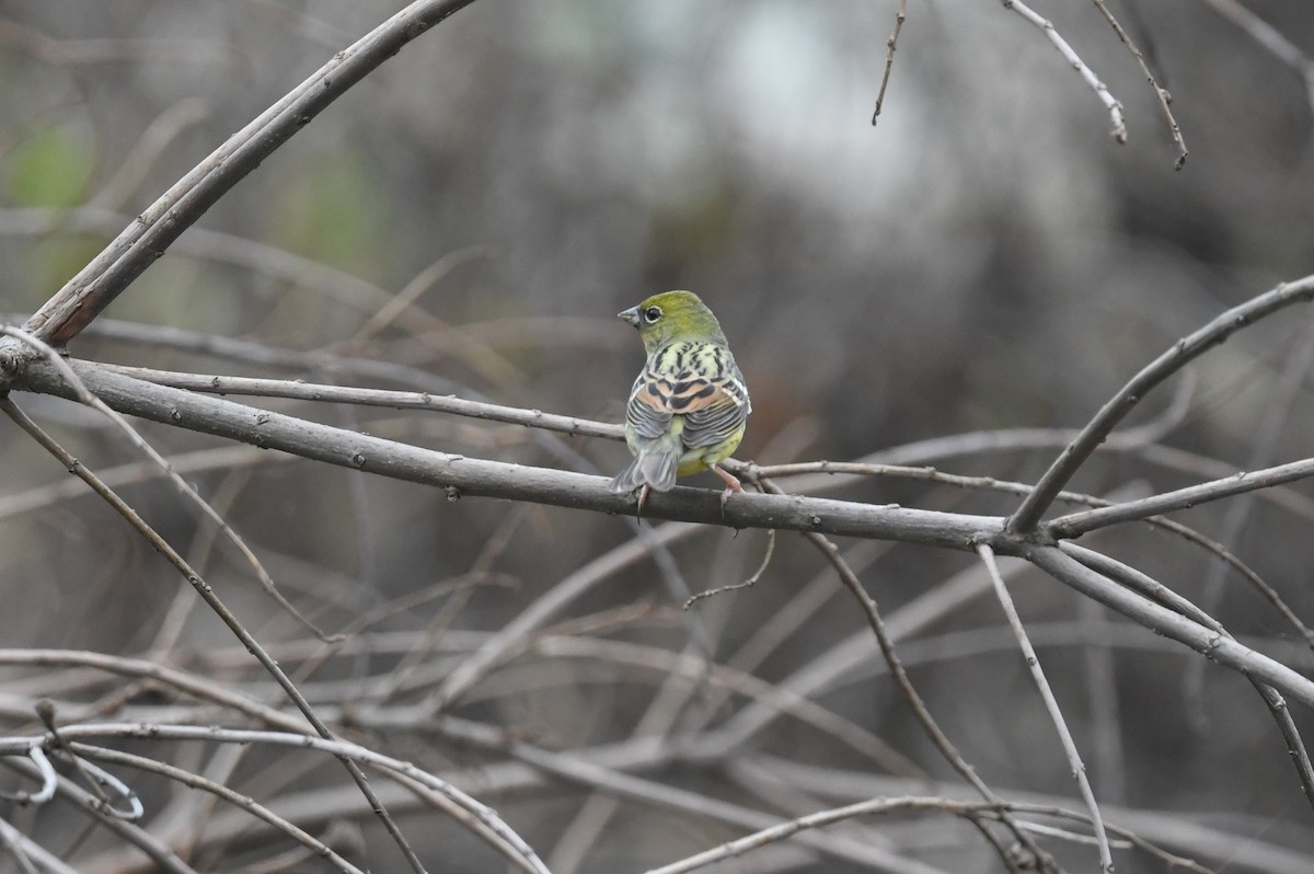 Yellow Bunting - ML618589882