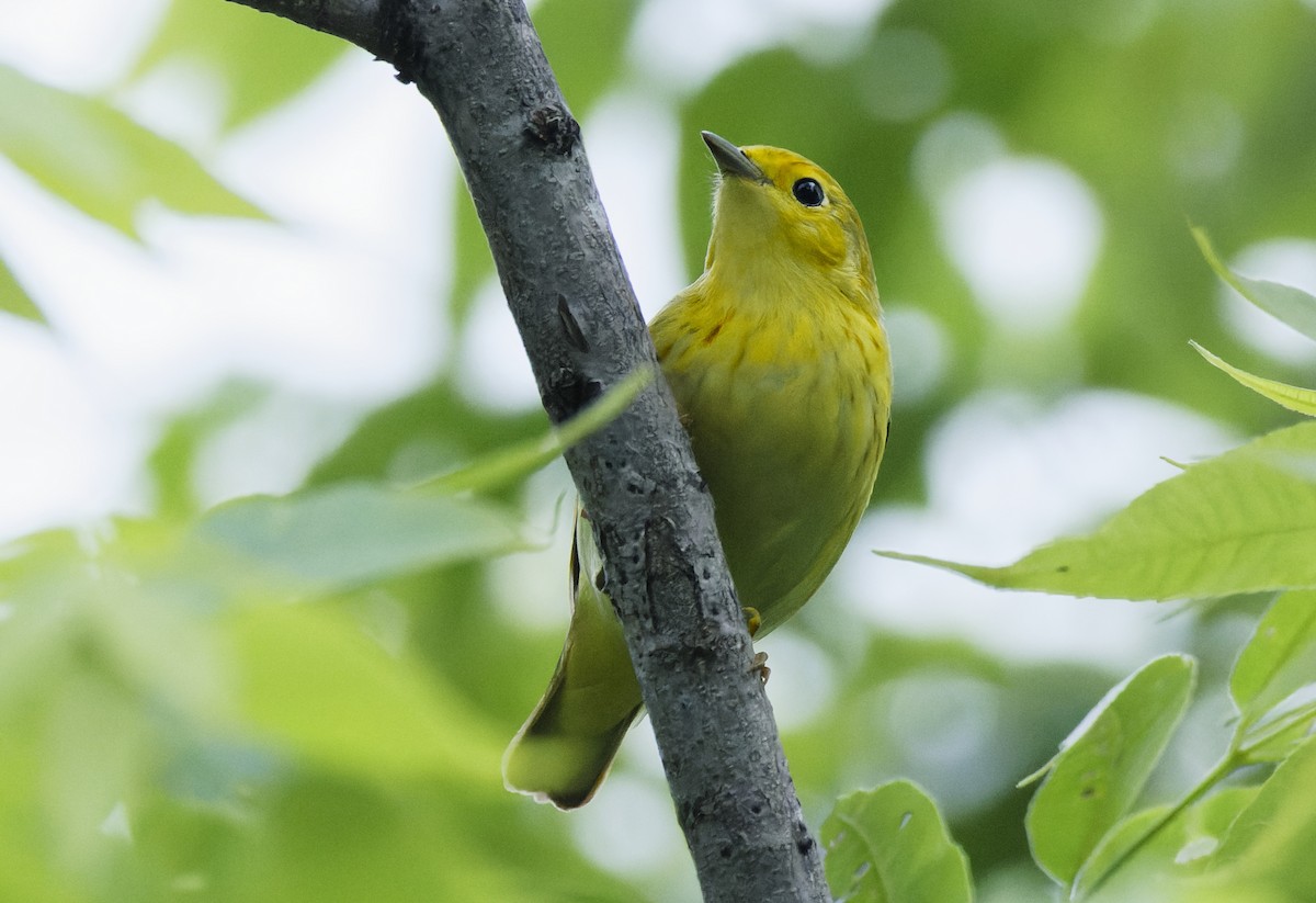 Paruline jaune - ML618589887