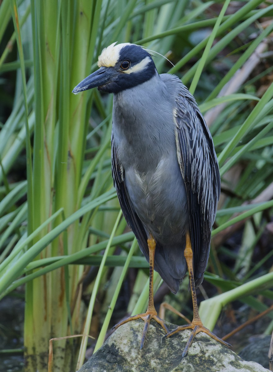 Yellow-crowned Night Heron - ML618589897