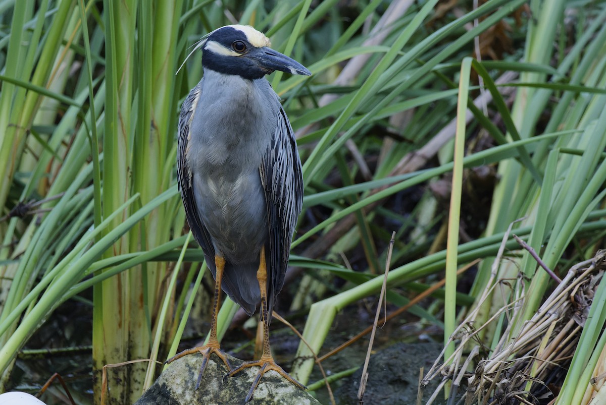 Yellow-crowned Night Heron - ML618589898