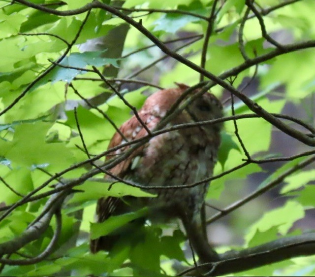 Eastern Screech-Owl - ML618589903