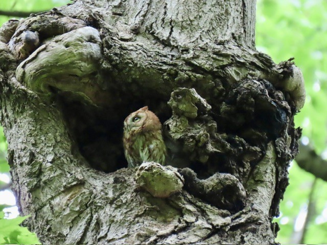 Eastern Screech-Owl - ML618589904