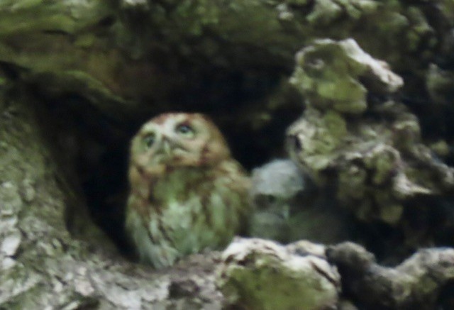 Eastern Screech-Owl - ML618589905