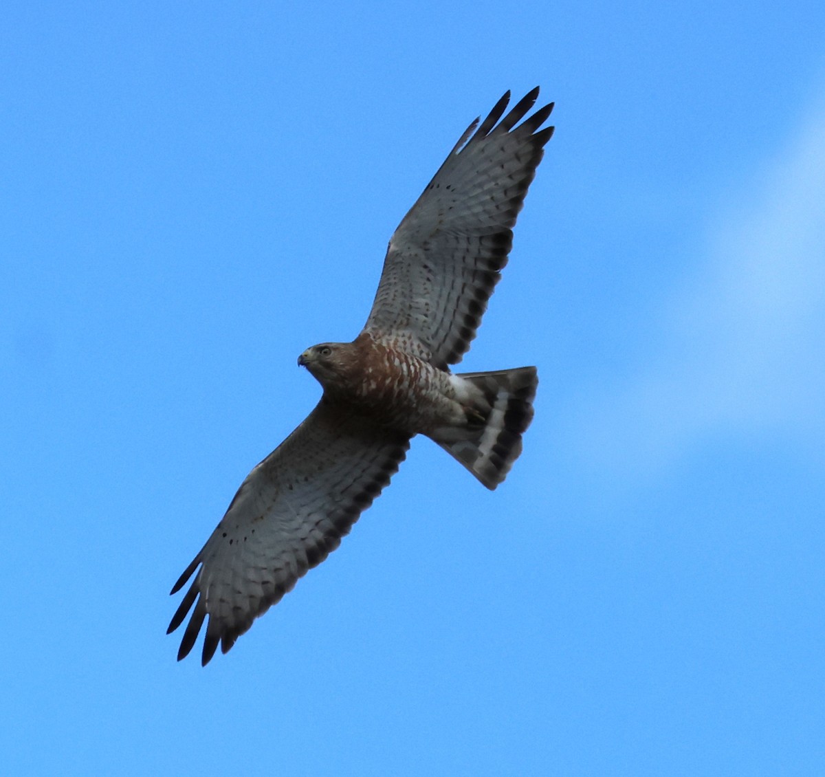 Broad-winged Hawk - Gilles Cloutier