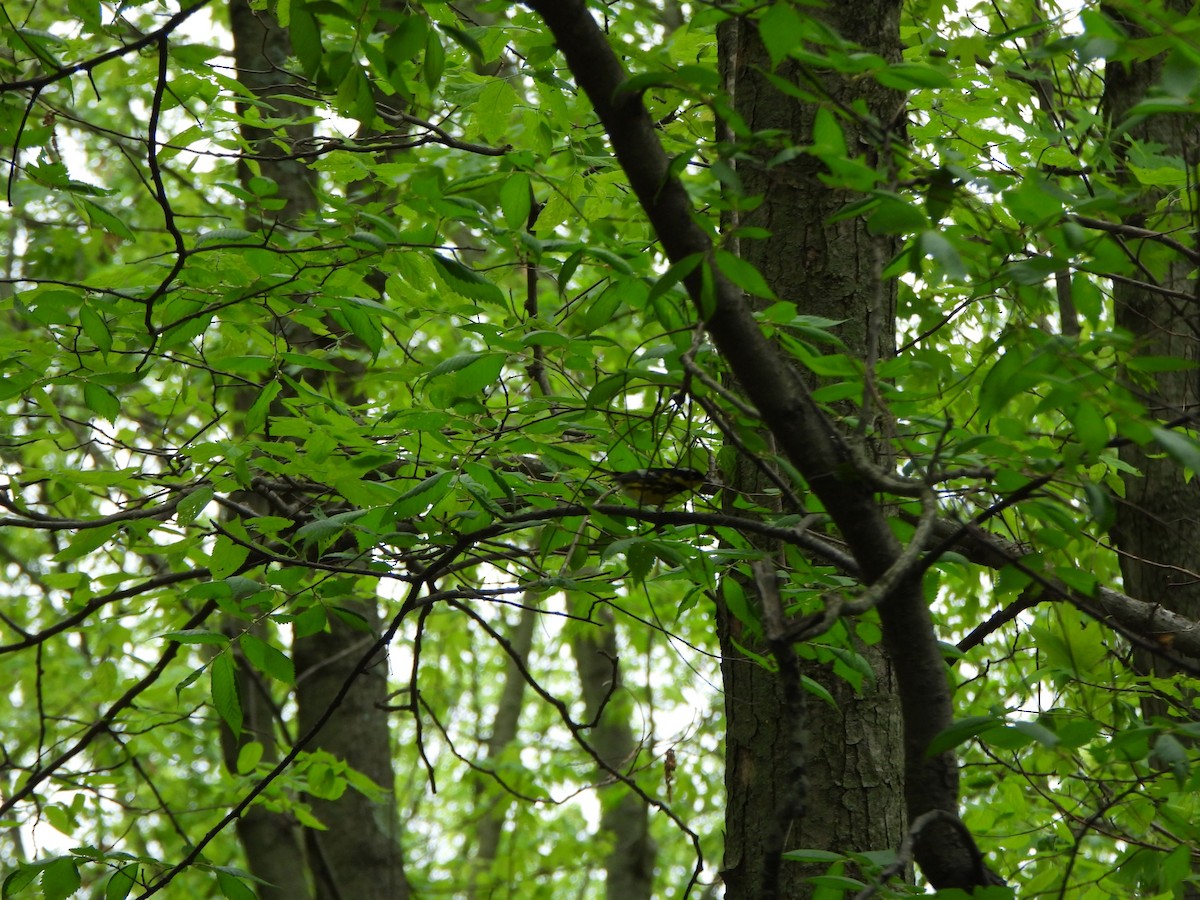 Magnolienwaldsänger - ML618589921