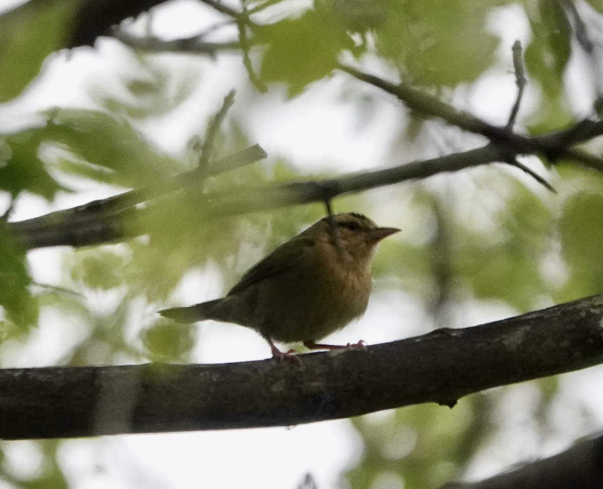 Worm-eating Warbler - Patricia Cullen