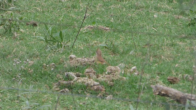 Crested Hornero - ML618589959