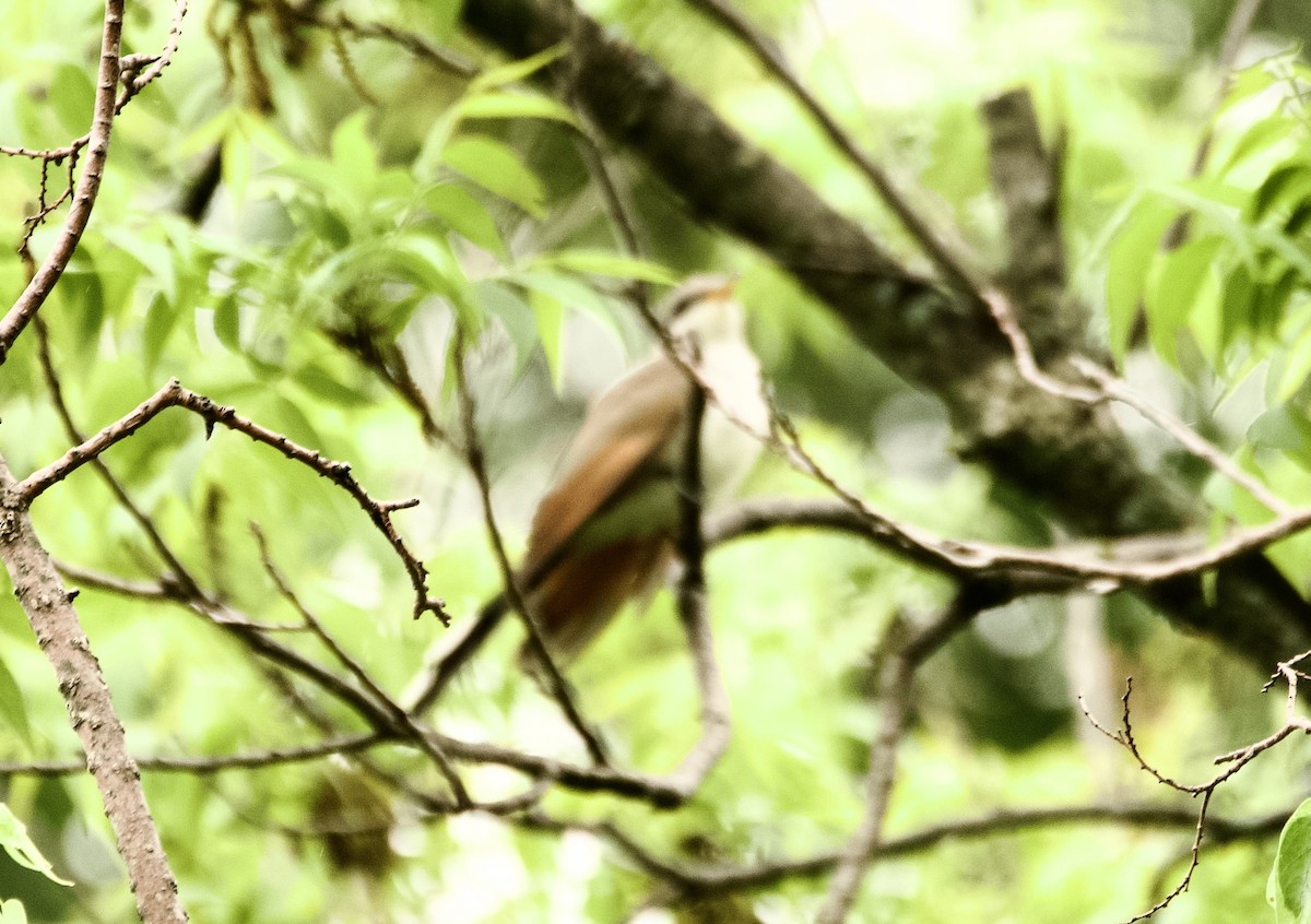 Yellow-billed Cuckoo - Pam Young