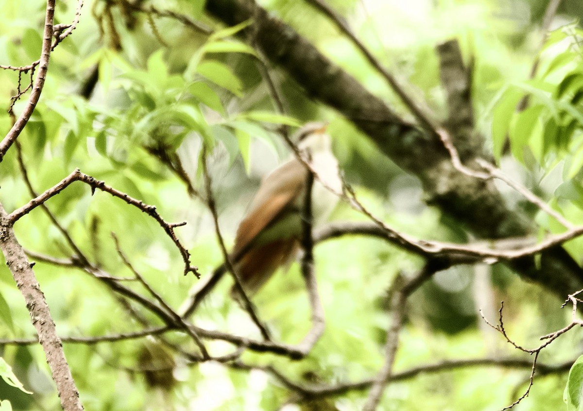 Yellow-billed Cuckoo - ML618589980