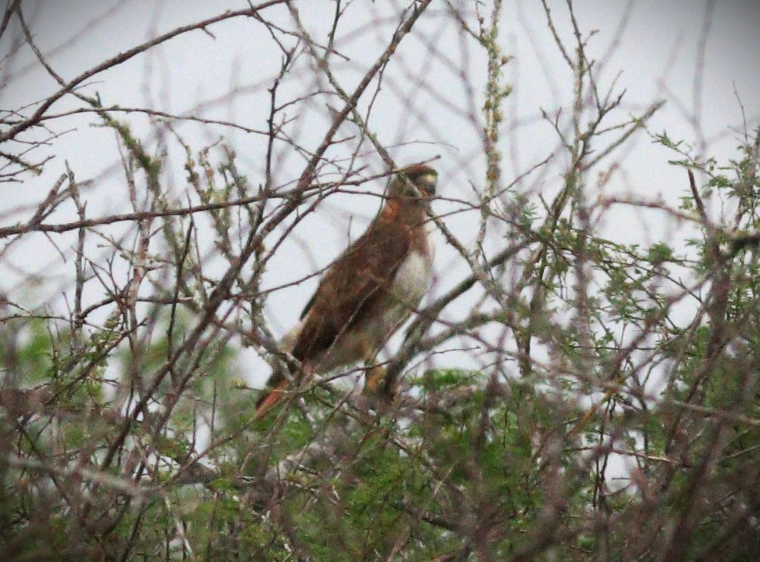 Harris's Hawk - ML618589998