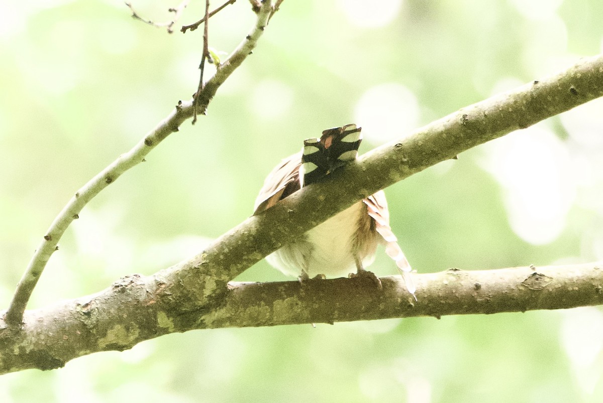 Yellow-billed Cuckoo - ML618590000