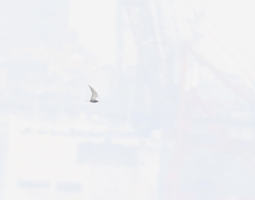 黑浮鷗 - ML618590027