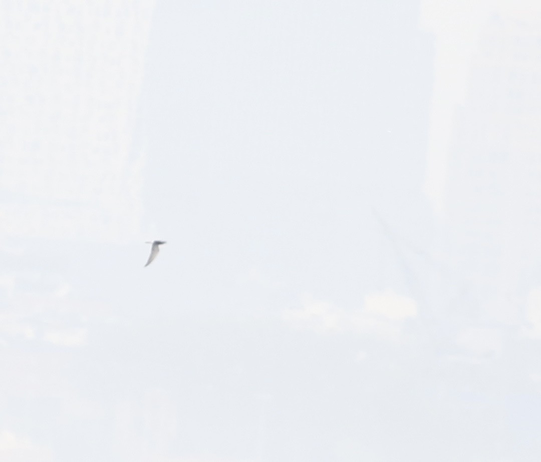 黑浮鷗 - ML618590028