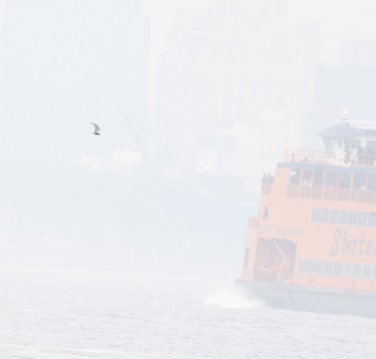 黑浮鷗 - ML618590029