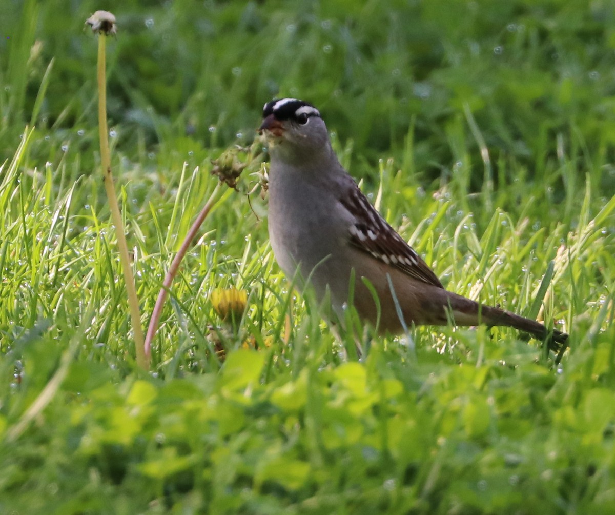 White-crowned Sparrow - Dmitrii Travin
