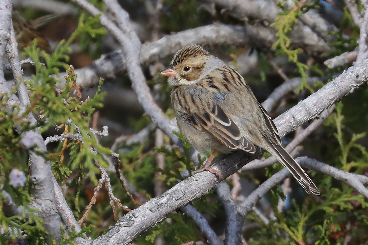Clay-colored Sparrow - ML618590044