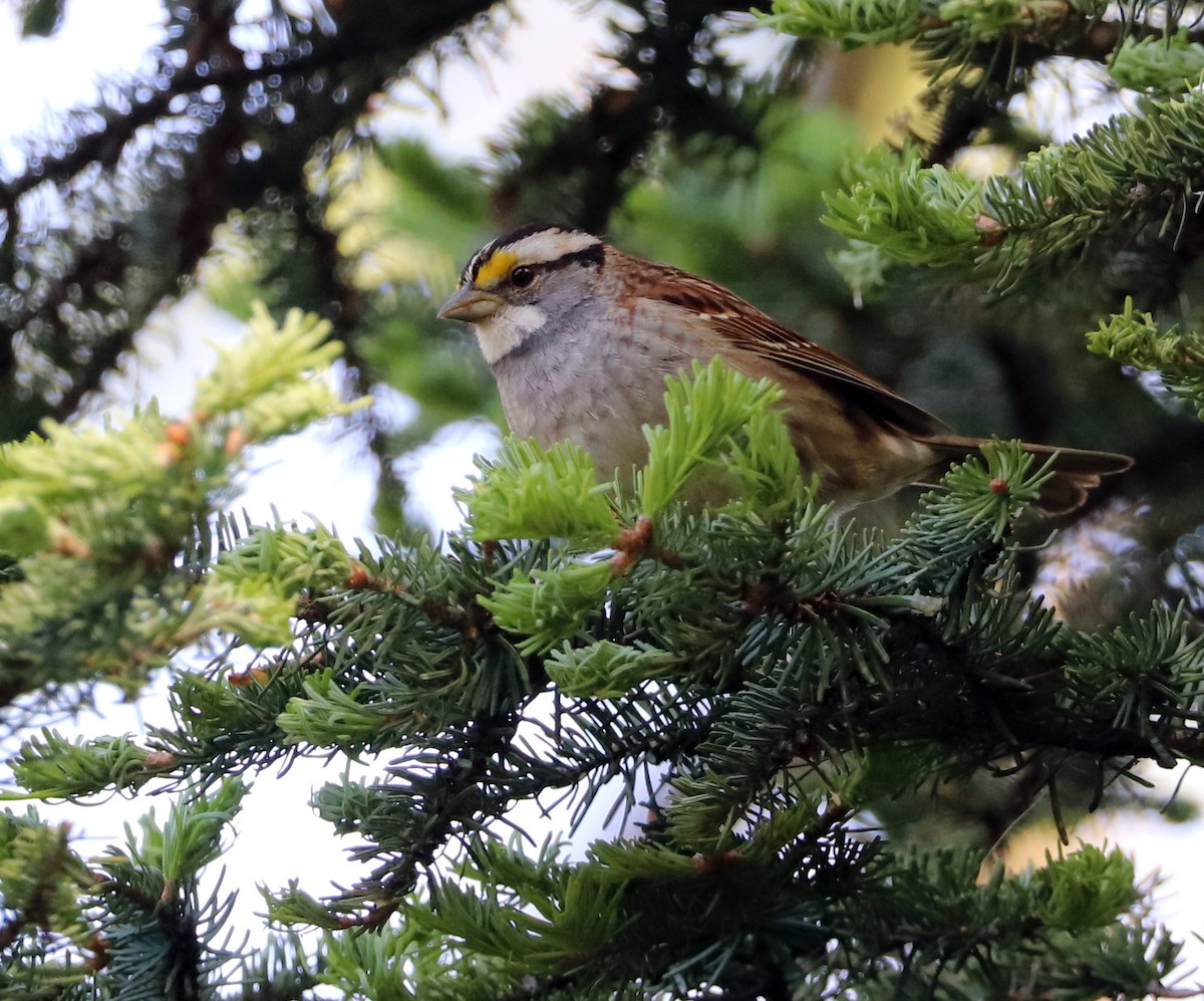 White-throated Sparrow - Dmitrii Travin