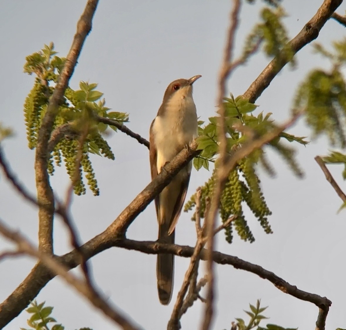 Black-billed Cuckoo - Jeff Kenney