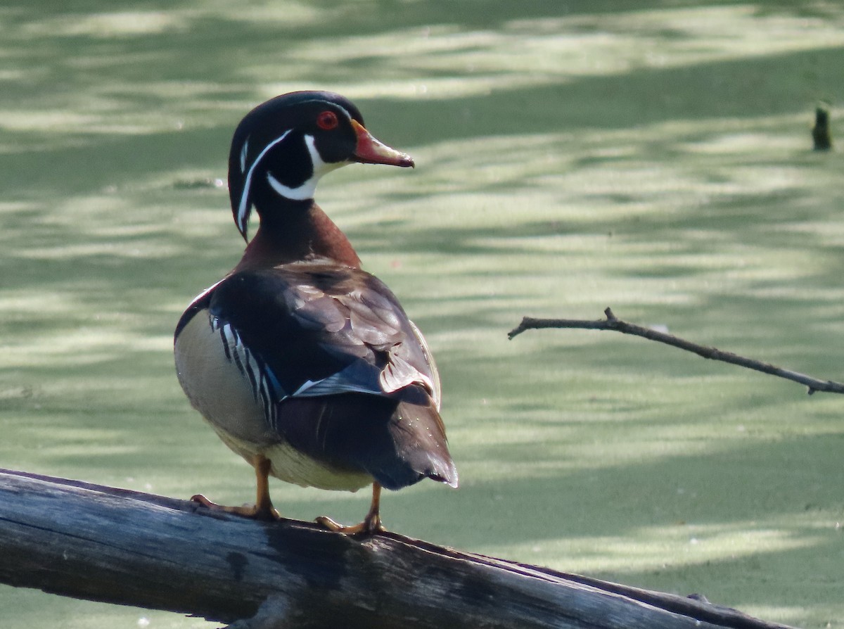 Wood Duck - ML618590142