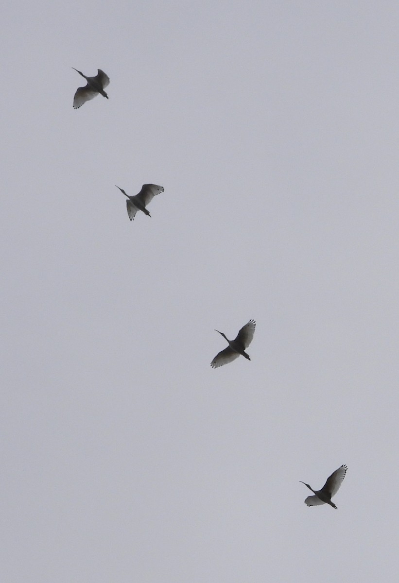 Australian Ibis - ML618590144