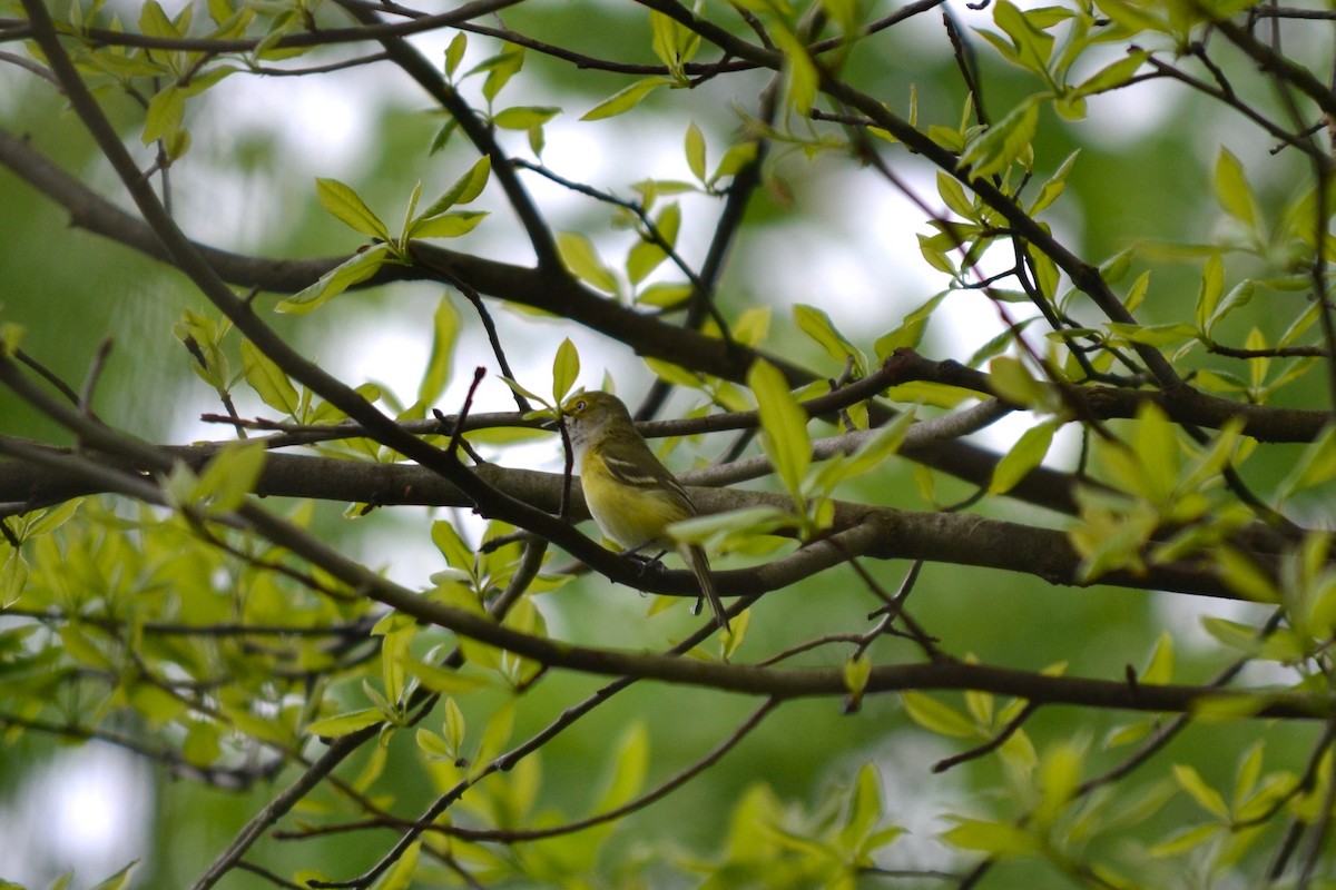 Ak Gözlü Vireo - ML618590159