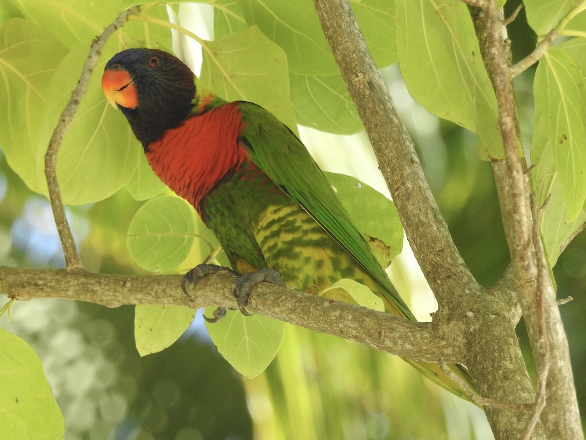 新幾內亞彩虹吸蜜鸚鵡 - ML618590173