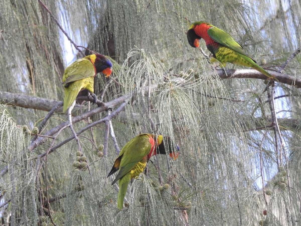 Coconut Lorikeet - Noam Markus