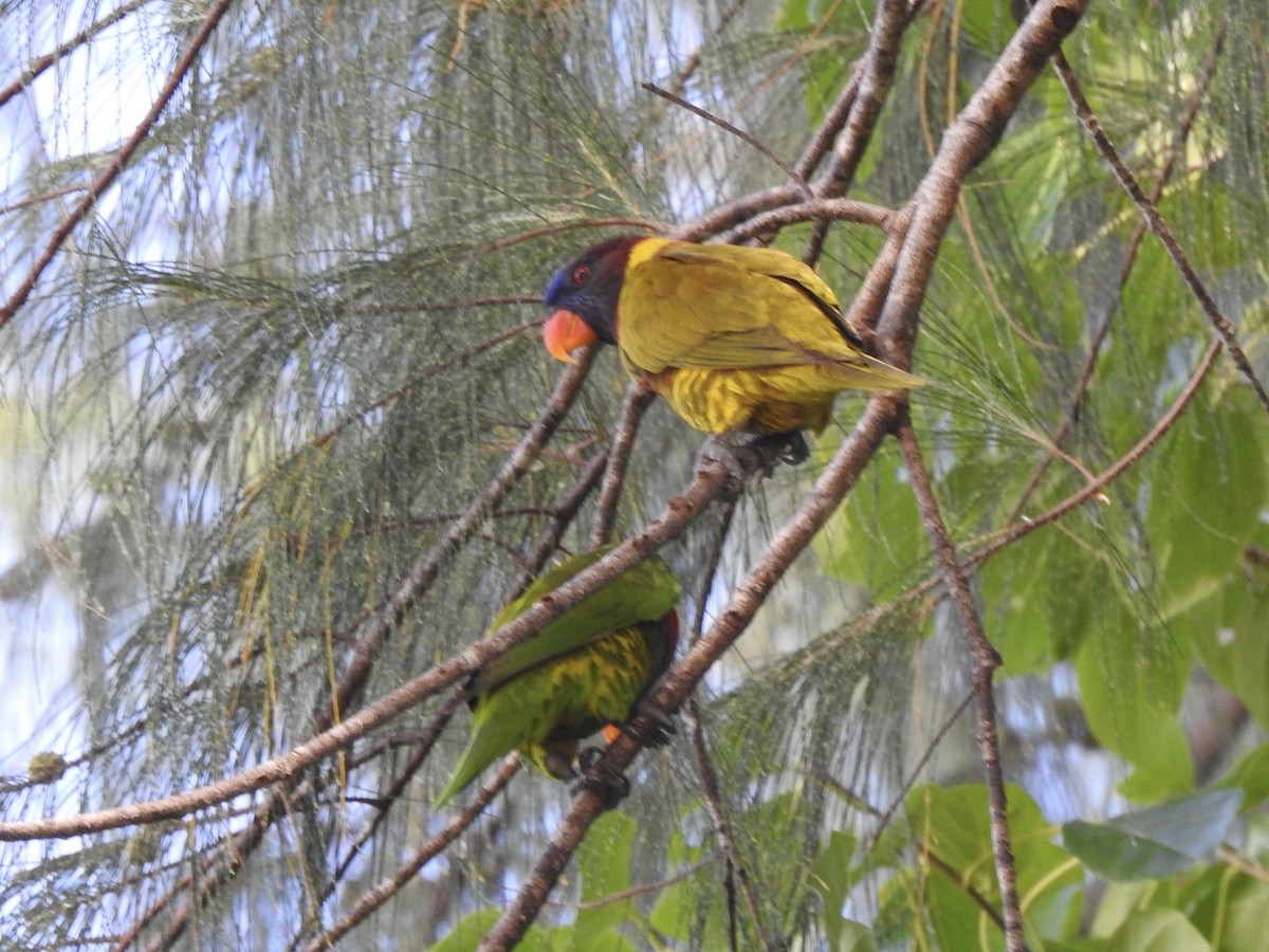 新幾內亞彩虹吸蜜鸚鵡 - ML618590175