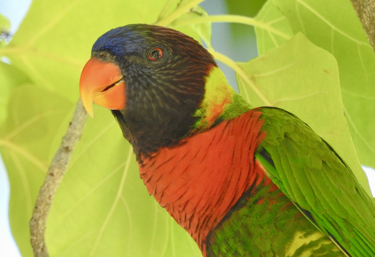 新幾內亞彩虹吸蜜鸚鵡 - ML618590176