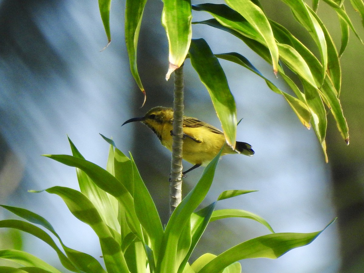 Sahul Sunbird - Noam Markus