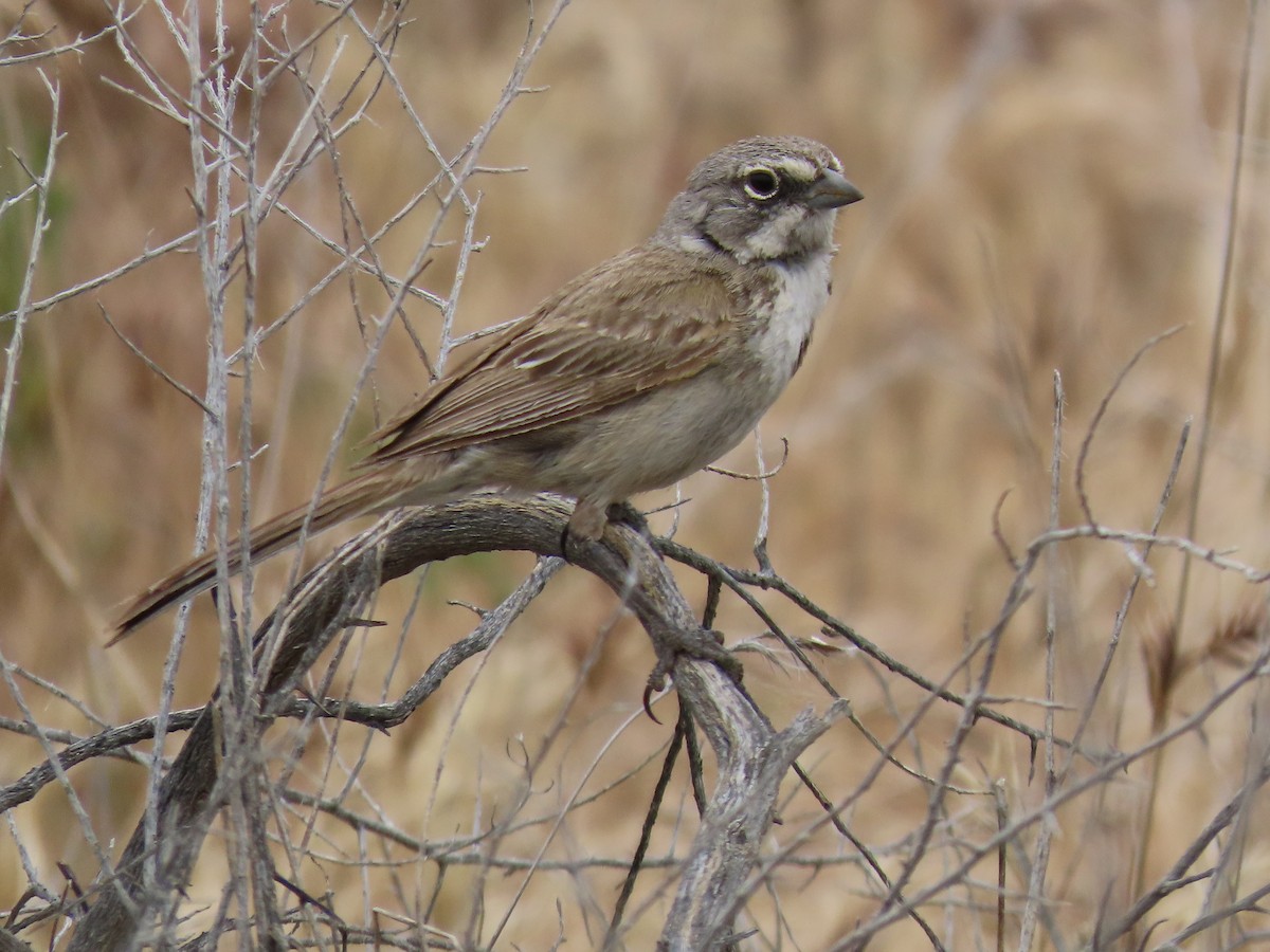 Bell's Sparrow - ML618590239