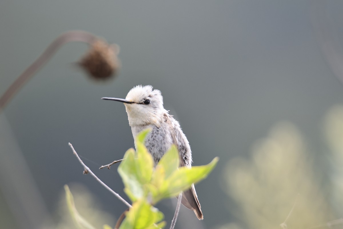 Anna's Hummingbird - Jack Bechtel