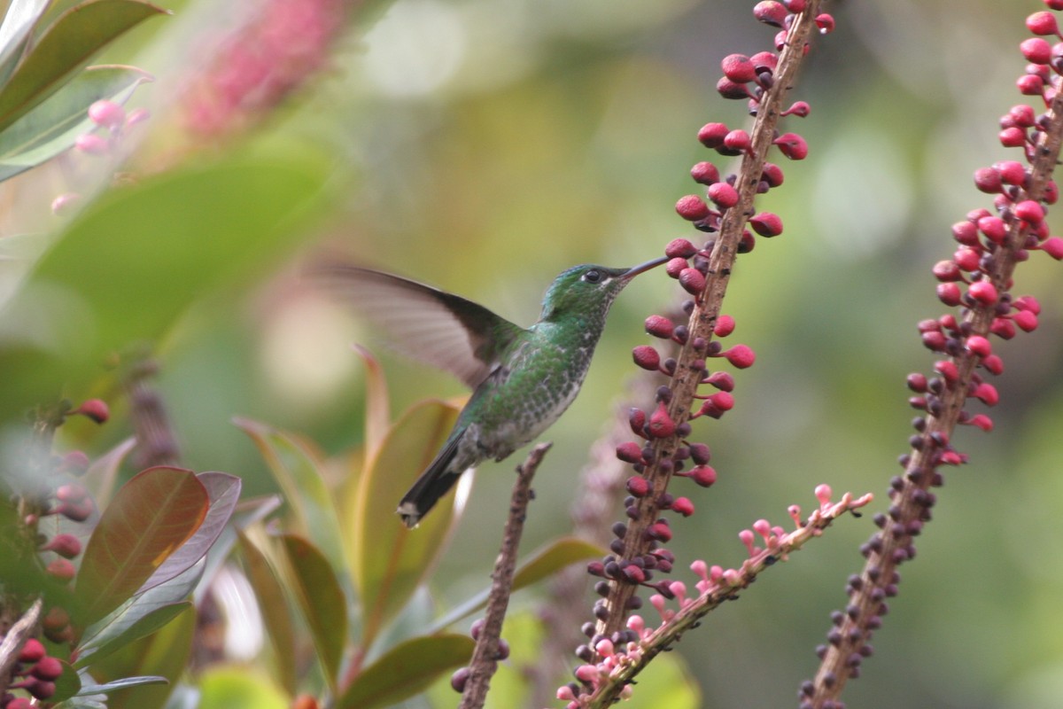 Velvet-browed Brilliant - ML618590281